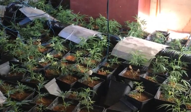 Plantación de marihuana en una vivienda de Gargantilla de Lozoya Plantación de marihuana en una vivienda de Gargantilla de Lozoya