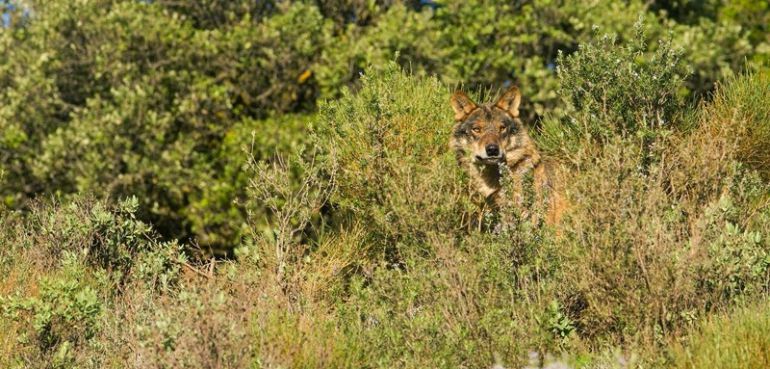 La ganadería y el lobo son compatibles La ganadería y el lobo son compatibles