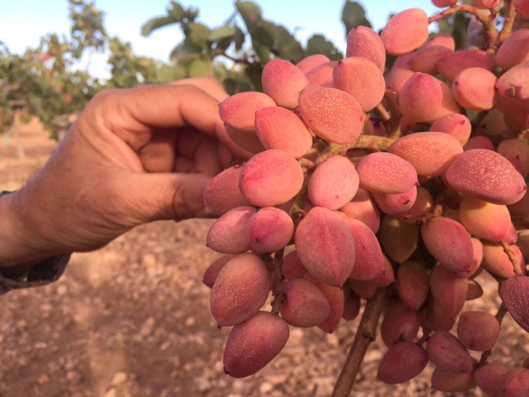 El pistacho ha triplicado su superficie en Castilla La Mancha en el último lustro El pistacho ha triplicado su superficie en Castilla La Mancha en el último lustro