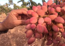El pistacho ha triplicado su superficie en Castilla La Mancha en el último lustro