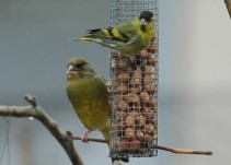 Urdaibai Bird Center pone en marcha 'Inguruko hegaztiak'
