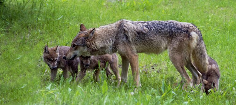 Los lobos han atacado a más de 100 animales en la provincia de Lugo Los lobos han atacado a más de 100 animales en la provincia de Lugo