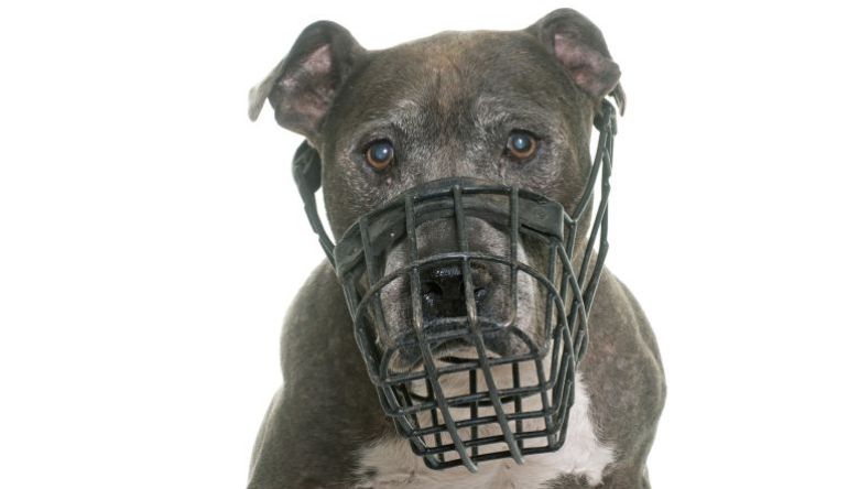 Una menor, ingresada tras ser mordida por un pitbull en Ibiza Una menor, ingresada tras ser mordida por un pitbull en Ibiza
