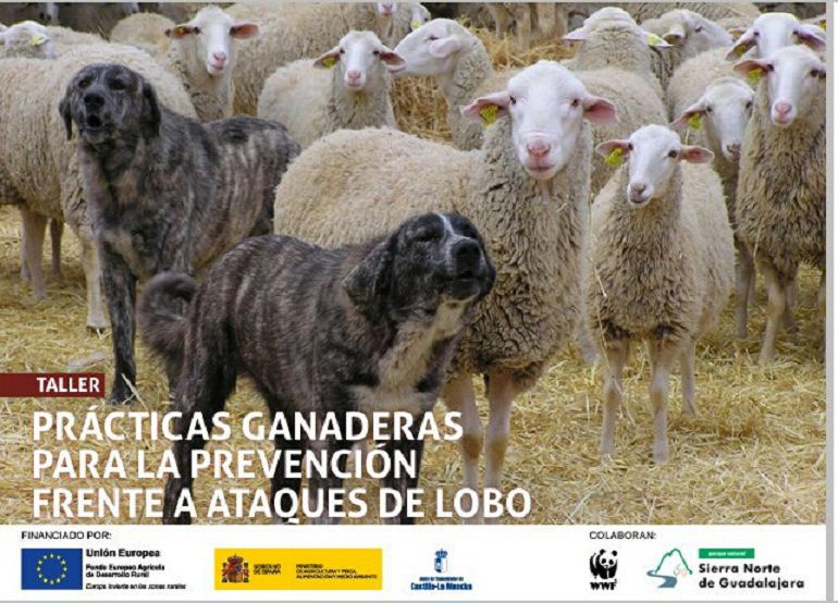 Se celebra en Guadalajara un taller para la coexistencia del lobo y de la ganadería: Se celebra en Guadalajara un taller para favorecer la coexistencia del lobo y de la ganadería Se celebra en Guadalajara un taller para la coexistencia del lobo y de la ganadería: Se celebra en Guadalajara un taller para favorecer la coexistencia del lobo y de la ganadería