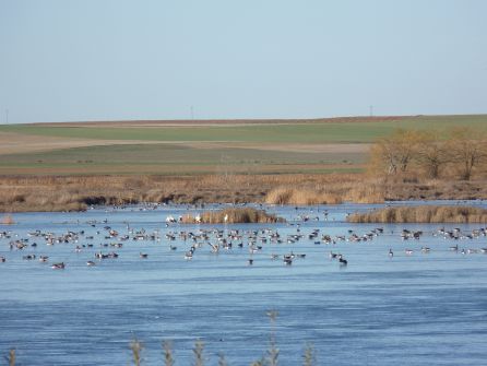 Hasta 15.000 ejemplares de ansares se pueden ver en la Laguna de la Nava Hasta 15.000 ejemplares de ansares se pueden ver en la Laguna de la Nava