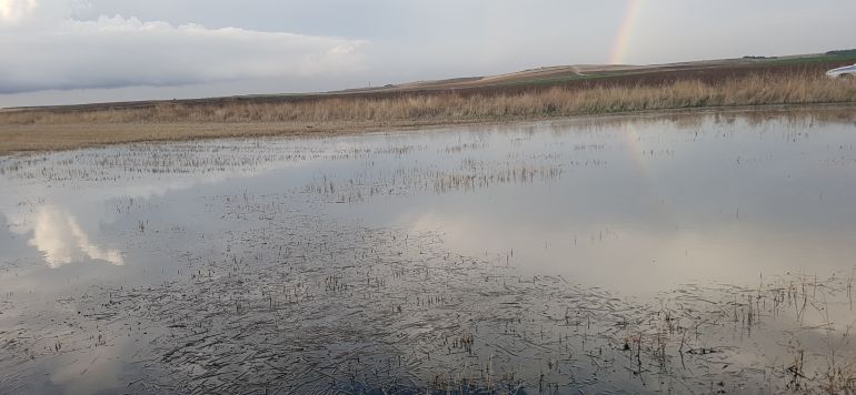 Una de las balsas de agua en Olías del Rey provocada por las fugas de la red Una de las balsas de agua en Olías del Rey provocada por las fugas de la red