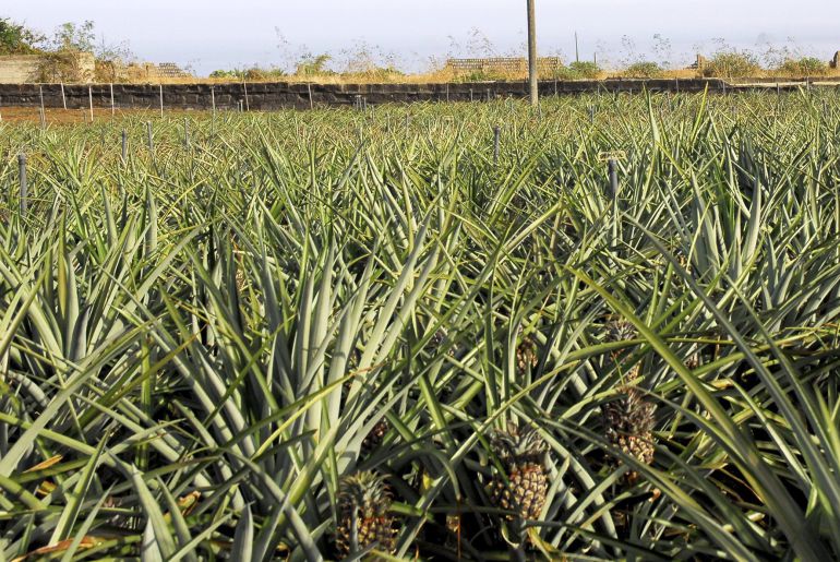 Los cultivos de piña tropical han sido de los más afectados en la zona de El Golfo. Los cultivos de piña tropical han sido de los más afectados en la zona de El Golfo.