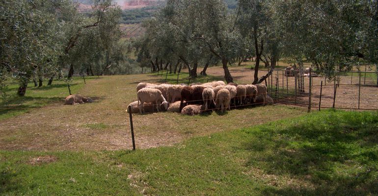 Un pequeño rebaño de ovejas pasta en un olivar ecológico. Un pequeño rebaño de ovejas pasta en un olivar ecológico.