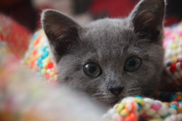 Perros y gatos son los animales que, el día de San Antón, son llevados normalmente a recibir la bendición Perros y gatos son los animales que, el día de San Antón, son llevados normalmente a recibir la bendición