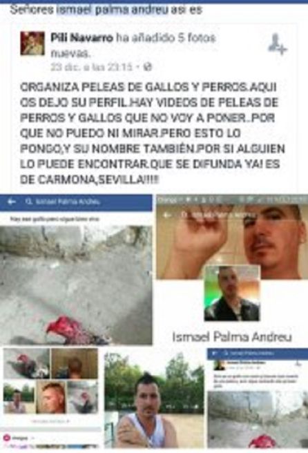Investigan a un hombre por organizar peleas de perros y gallos en Sevilla: Investigado tras publicar fotos de peleas de animales en internet Investigan a un hombre por organizar peleas de perros y gallos en Sevilla: Investigado tras publicar fotos de peleas de animales en internet