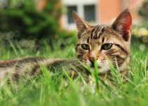 El ayuntamiento niega casos de envenenamiento de gatos