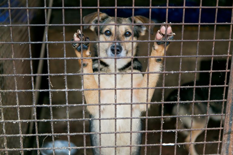 Medio Ambiente: Diputación de Palencia apuesta por el sacrificio 0 en la adjudicación del servicio de recogida de animales Medio Ambiente: Diputación de Palencia apuesta por el sacrificio 0 en la adjudicación del servicio de recogida de animales