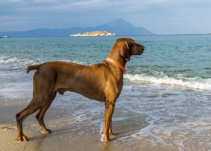 Vecinos de Port Saplaya reclaman una playa canina