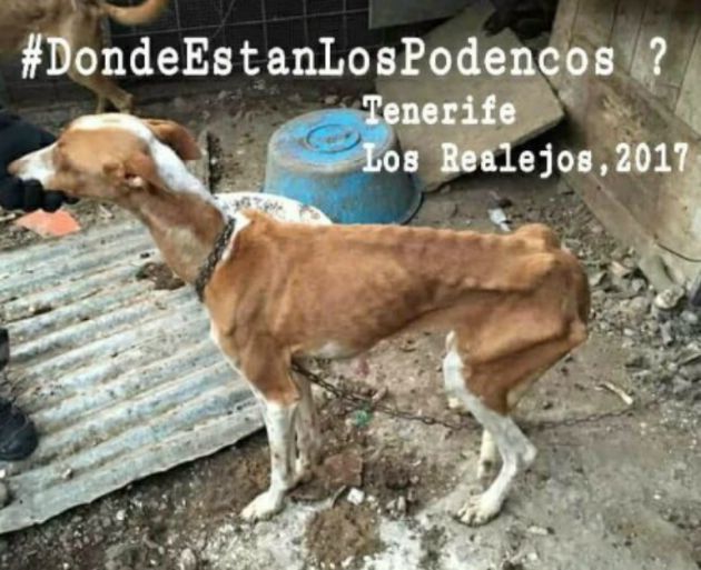 Podencos encontrados en Los Realejos Podencos encontrados en Los Realejos