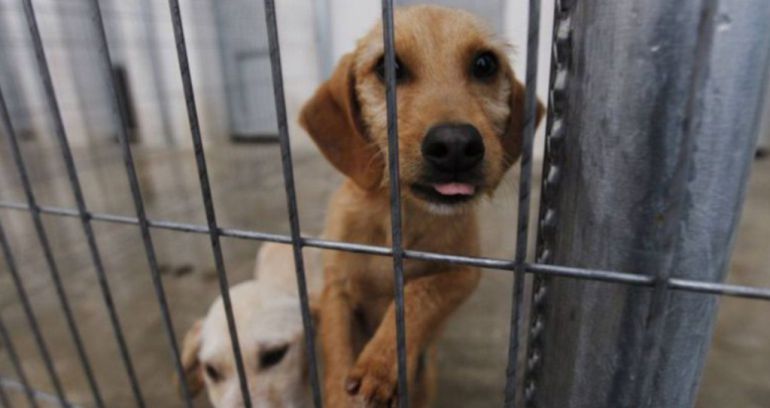 La Diputación implanta el "sacrificio cero" en la recogida de animales La Diputación implanta el "sacrificio cero" en la recogida de animales
