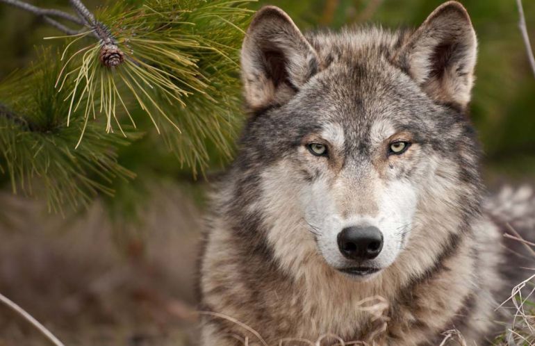 Los ganaderos de Soria consideran que la presencia del lobo ha aumentado notablemente en la provincia Los ganaderos de Soria consideran que la presencia del lobo ha aumentado notablemente en la provincia
