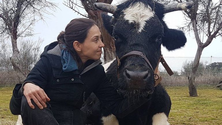 La vaca Carmen no será sacrificada La vaca Carmen no será sacrificada