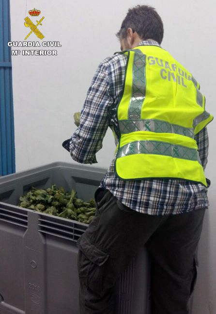 Dos detenidos por la sustracción de 350Kg de alcachofa en Santomera Dos detenidos por la sustracción de 350Kg de alcachofa en Santomera