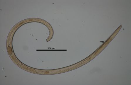 Muestra a microscopio de uno de los tres gusanos descubiertos por expertos de la UJA en Vietnam Muestra a microscopio de uno de los tres gusanos descubiertos por expertos de la UJA en Vietnam