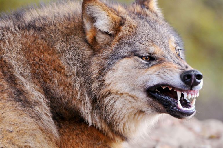 ASDEN defiende la presencia del lobo en la provincia como atractivo turístico ASDEN defiende la presencia del lobo en la provincia como atractivo turístico