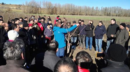 Curso de poda del árbol del pistacho Curso de poda del árbol del pistacho