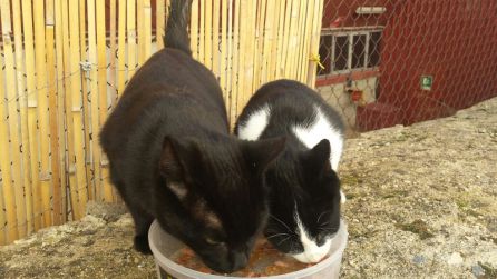 Una alimentación moderada ayuda a mejorar la calidad de vida de los gatos callejeros Una alimentación moderada ayuda a mejorar la calidad de vida de los gatos callejeros