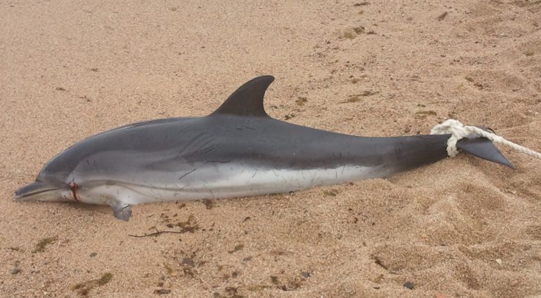 Un dofí mort a la Costa Brava. Un dofí mort a la Costa Brava.