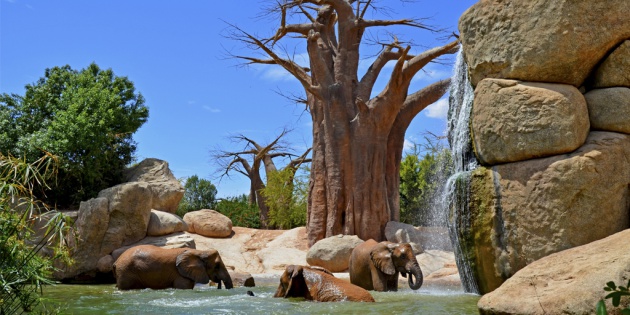 Lago de los elefantes de Bioparc Valencia Lago de los elefantes de Bioparc Valencia