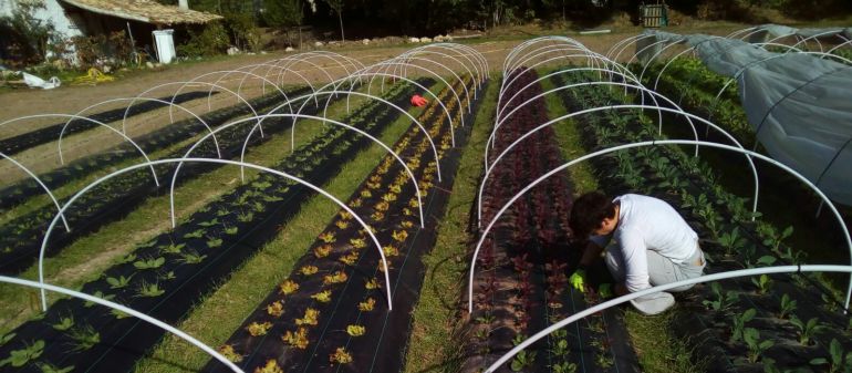 Producen y comercializan verduras, setas y plantas Producen y comercializan verduras, setas y plantas