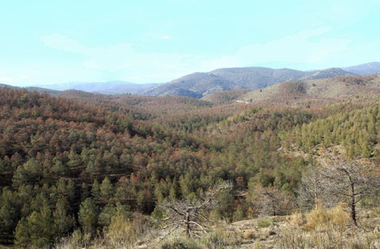 Fotografía que muestra el decaimiento forestal de la Sierra de Baza con más de 2.500 hectáreas afectadas por plagas de insectos parasitarios, procesionaria y muérdago Fotografía que muestra el decaimiento forestal de la Sierra de Baza con más de 2.500 hectáreas afectadas por plagas de insectos parasitarios, procesionaria y muérdago