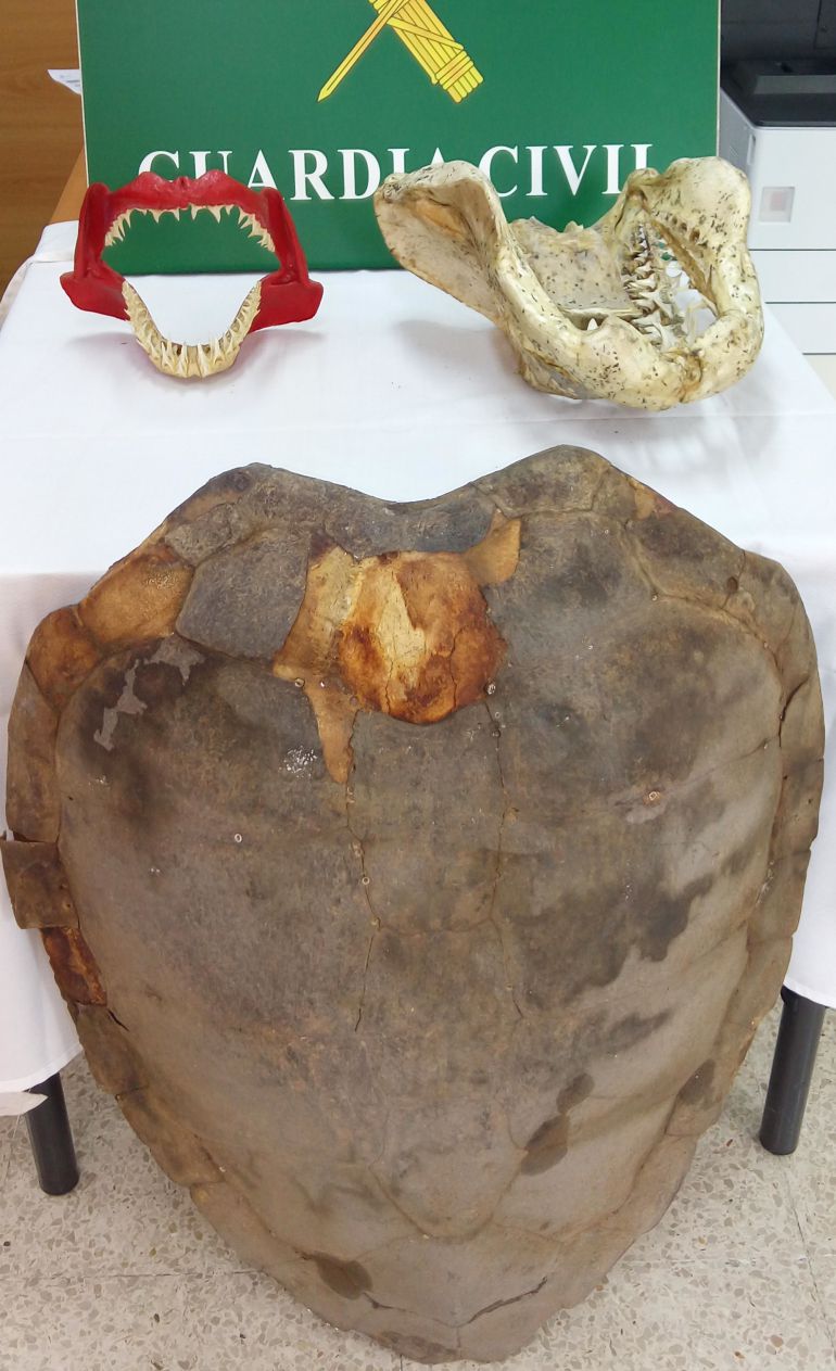 Mandíbulas de tiburón, jazmines de agua y una tortuga boba, incautadas por la INTERPOL Mandíbulas de tiburón, jazmines de agua y una tortuga boba, incautadas por la INTERPOL