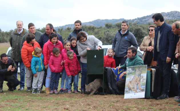 Momento de la suelta de Nasa y Neón hace una semana en el monte público de Viso del Marqués Momento de la suelta de Nasa y Neón hace una semana en el monte público de Viso del Marqués