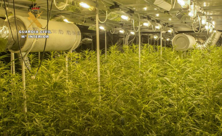Las plantas, en pleno proceso de floración, habían alcanzado una altura de 1,50 metros. Las plantas, en pleno proceso de floración, habían alcanzado una altura de 1,50 metros.