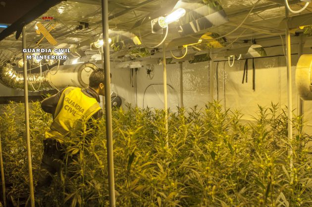 La Guardia Civil desmantela la mayor plantación de marihuana de Cantabria La Guardia Civil desmantela la mayor plantación de marihuana de Cantabria