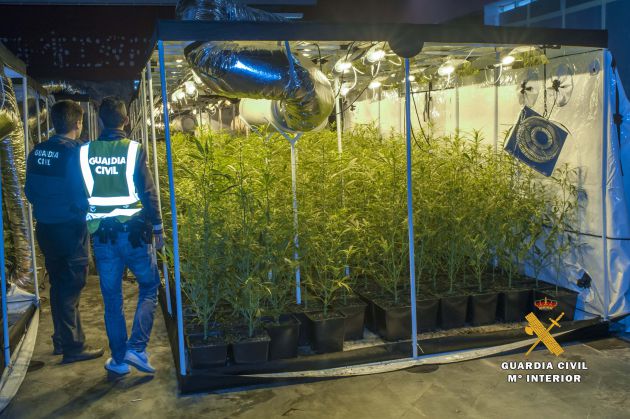 La Guardia Civil desmantela la mayor plantación de marihuana de Cantabria La Guardia Civil desmantela la mayor plantación de marihuana de Cantabria