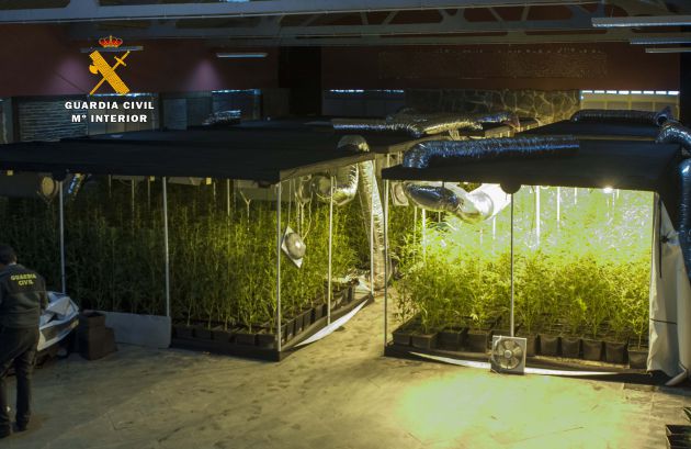 La Guardia Civil desmantela la mayor plantación de marihuana de Cantabria La Guardia Civil desmantela la mayor plantación de marihuana de Cantabria