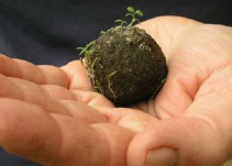 20.000 bombas de semillas para reforestar Águilas