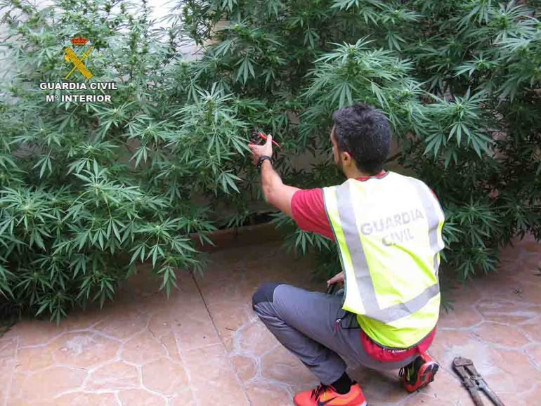 Plantación ilegal de marihuana en Inca. Plantación ilegal de marihuana en Inca.