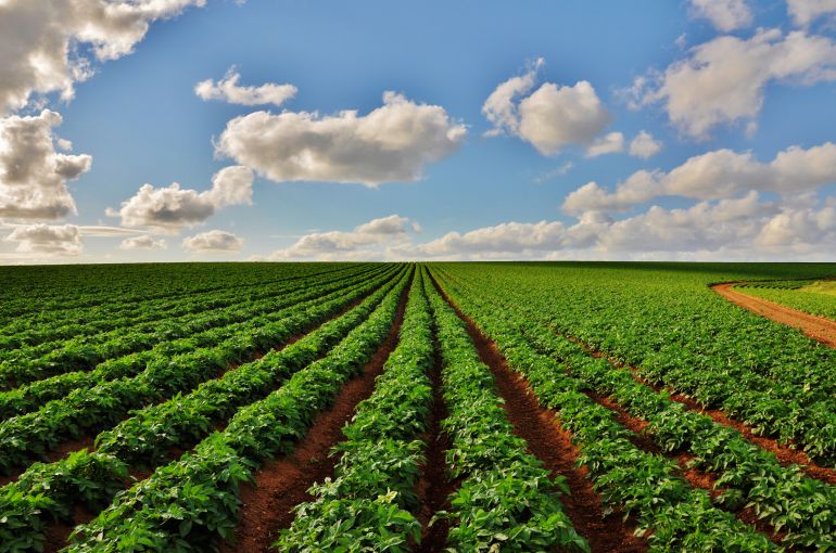 Cultivo de patatas. Cultivo de patatas.