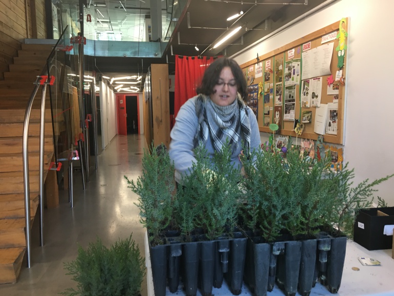 Reparto de plantones de sabina albar en el Aula Medioambiente Caja de Burgos Reparto de plantones de sabina albar en el Aula Medioambiente Caja de Burgos