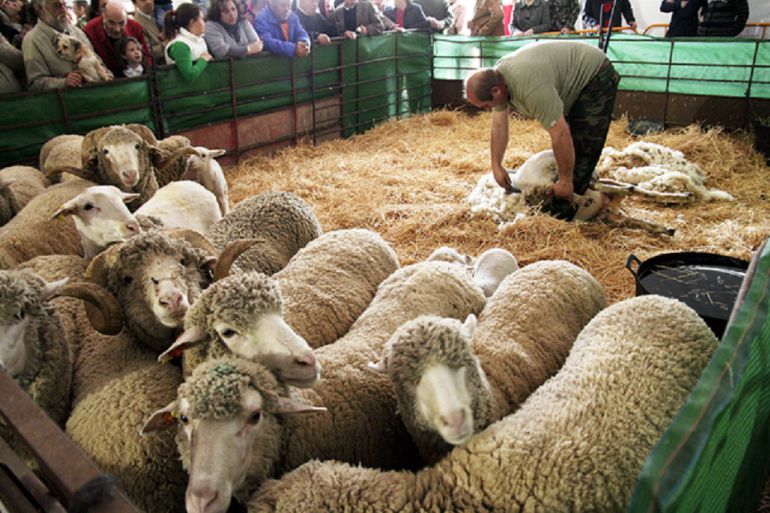 Exhibición de esquile en la Feria de La Cuerda de Almodóvar Exhibición de esquile en la Feria de La Cuerda de Almodóvar