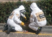 ¿Qué hacer si te encuentras un enjambre de abejas?