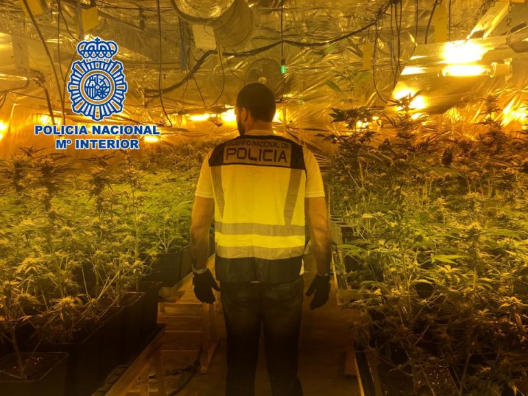 La Guardia Civil incauta 1.558 planta de marihuana en el zulo de un cortijo en Vélez de Benaudalla La Guardia Civil incauta 1.558 planta de marihuana en el zulo de un cortijo en Vélez de Benaudalla