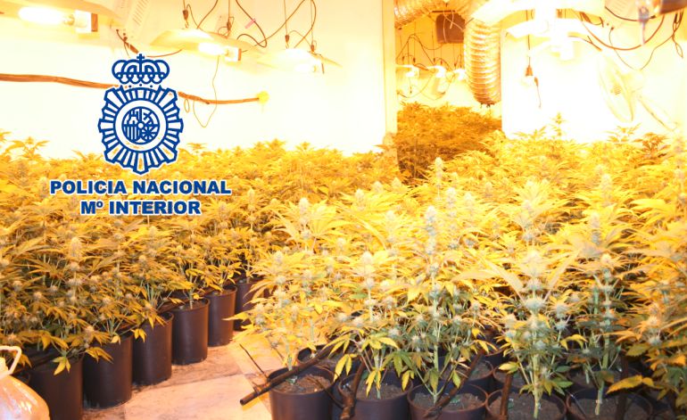Una de las plantaciones incautadas por la Policía Nacional en esta operación Una de las plantaciones incautadas por la Policía Nacional en esta operación