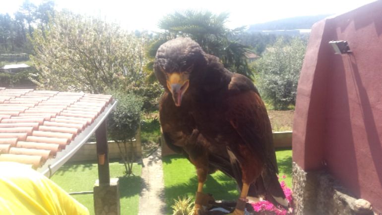 LA UMIR rescta a un águila herido LA UMIR rescta a un águila herido