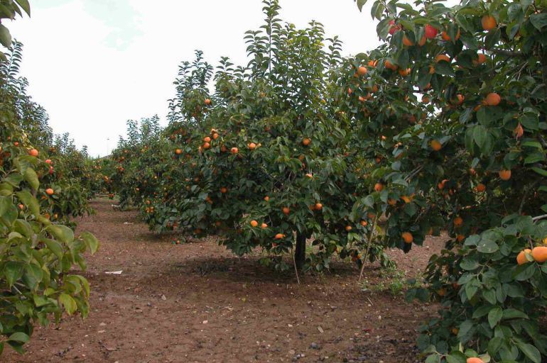 Campaña citrícola Castellón: Las pérdidas de la campaña citrícola alcanzan los 75 millones de euros Campaña citrícola Castellón: Las pérdidas de la campaña citrícola alcanzan los 75 millones de euros