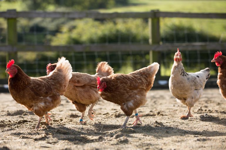 Los concellos de Trabada y Ribadeo deberán censar las aves que hay en los corrales de sus vecinos. Los concellos de Trabada y Ribadeo deberán censar las aves que hay en los corrales de sus vecinos.