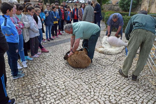 Alumnos de 5º de primaria aprenden los secretos del esquileo Alumnos de 5º de primaria aprenden los secretos del esquileo