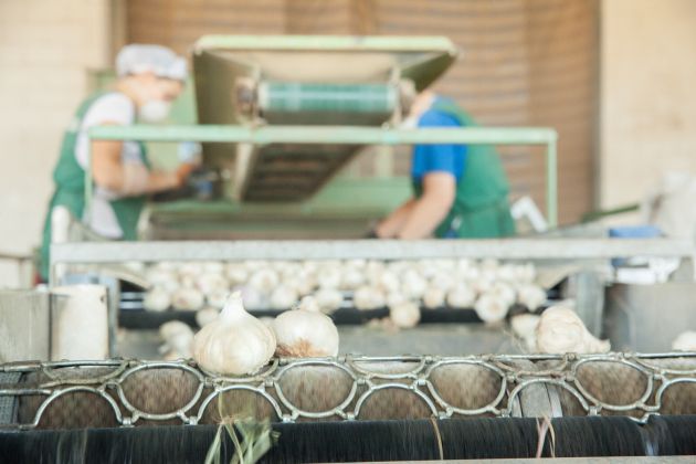 Proceso de selección de ajos en la empresa PROACO Proceso de selección de ajos en la empresa PROACO