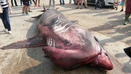 Tiburón peregrino encontrado en aguas de Calpe Tiburón peregrino encontrado en aguas de Calpe